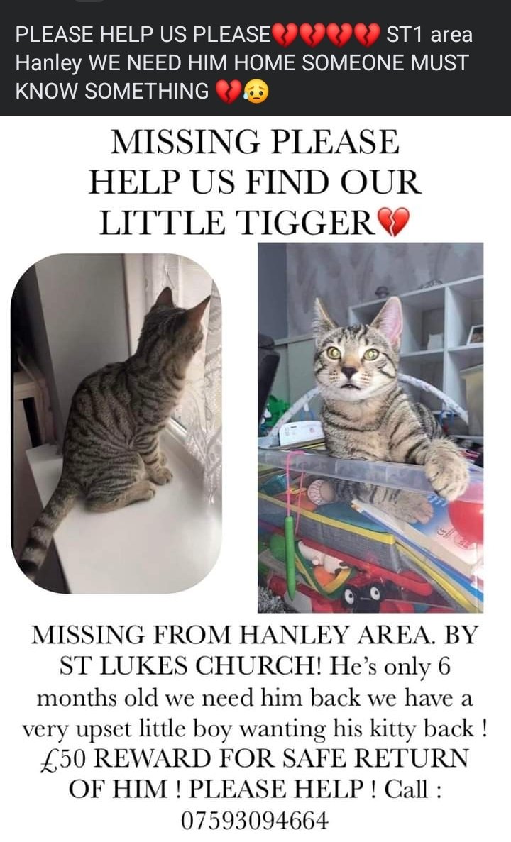 Missing cats in my hot sale area